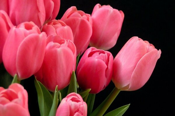 Pink tulips on a dark background