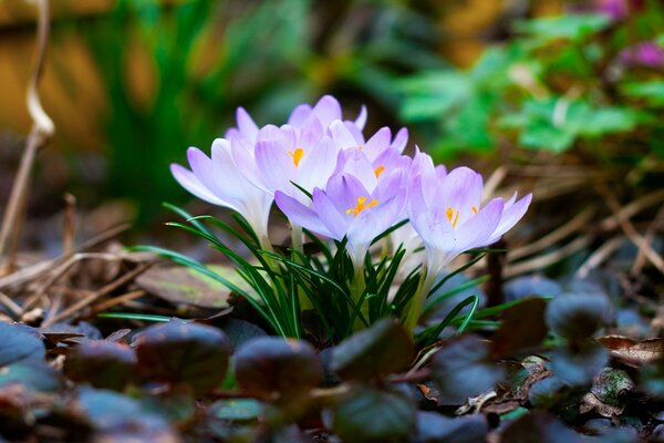 With the onset of spring, primroses bloom:elegant crocuses