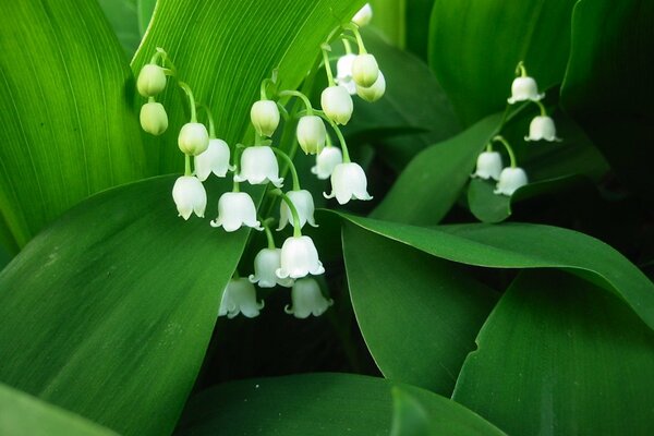 Maiglöckchen Blumen auf einem Hintergrund von grünen Blättern