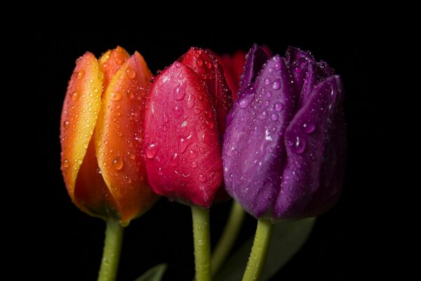 Tres tulipanes brillantes con gotas de agua