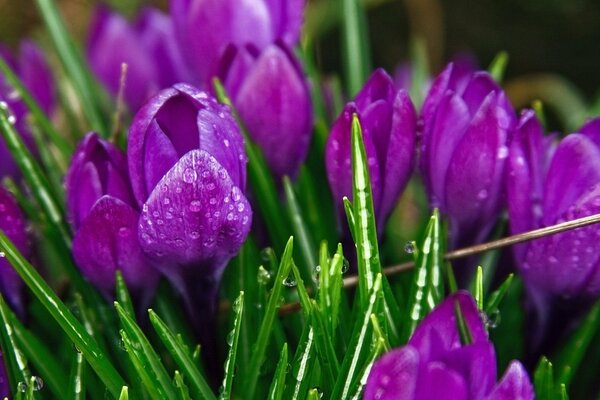 Tulipes dans la rosée du matin