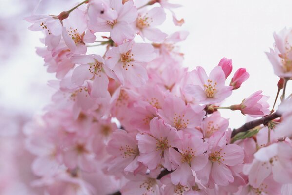 Delicados pétalos rosados. Árbol en flor