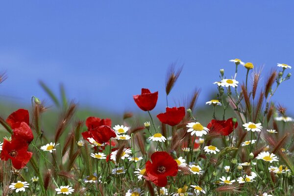 Sunny wildflowers in summer