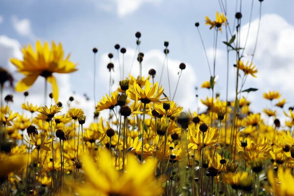 Field of summer yellow daisies