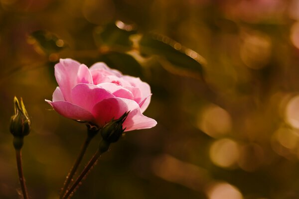 Macro disparo rosa con brotes