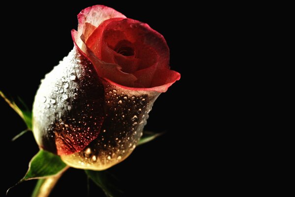 A drop of dew on a rose