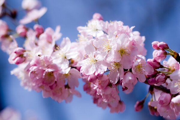 Fiori di ciliegio sullo sfondo del cielo