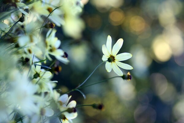 Fotografía macro de flores blancas y fondo borroso