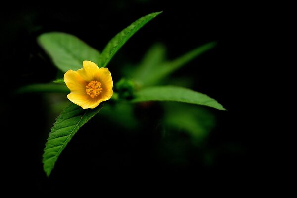 Fiore giallo su sfondo nero