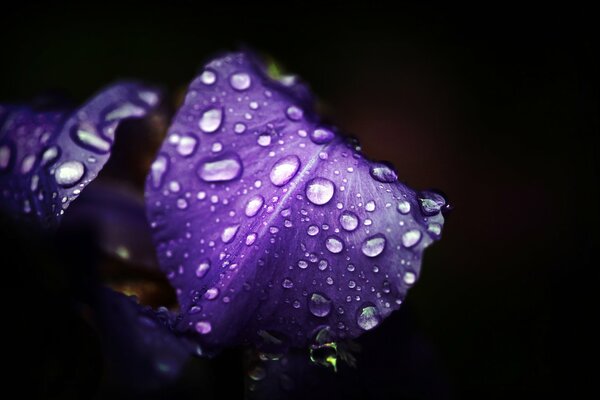 Dew drops on a purple leaf