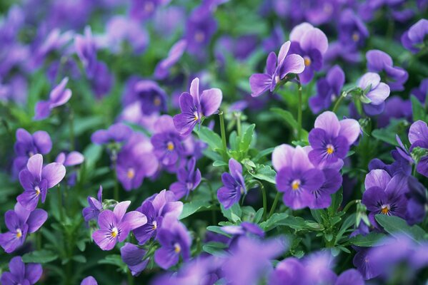 Radura viola di viole del pensiero