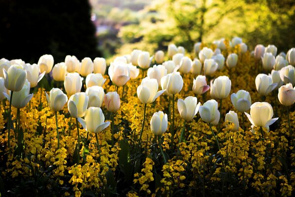 Flowerbed in the park with white flowers