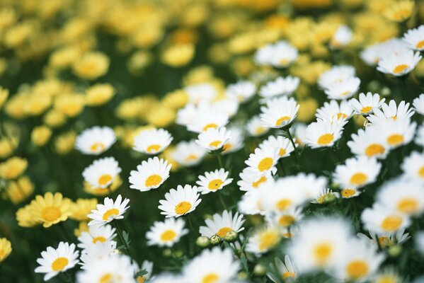 Daisies on the field in summer
