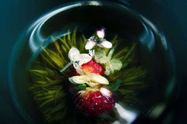 Orchidea rossa in vaso di vetro