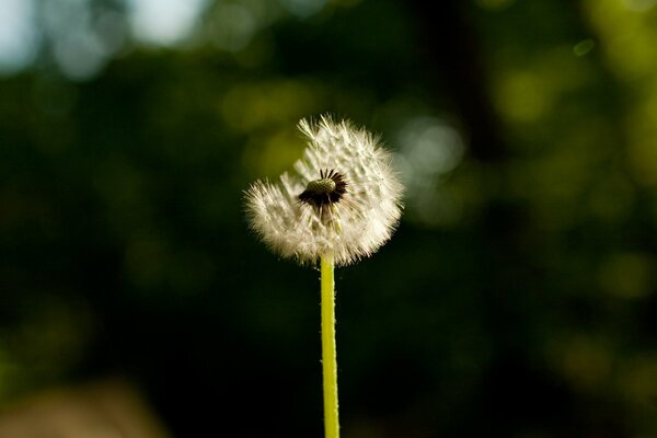 Un pissenlit mûr en macro