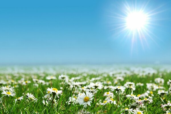 Champ vert tout en fleurs de marguerites blanches avec un ciel bleu clair et un soleil éclatant