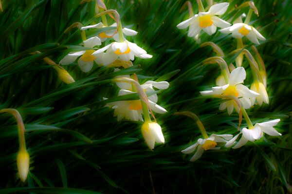 Parterre de tiernos narcisos de primavera