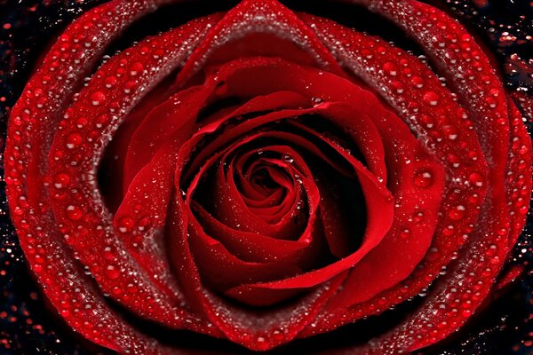 Bright red rose with dew