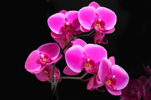 Orchidée rose vif sur fond noir