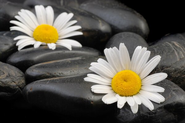 Marguerites sur les pierres. Prise de vue macro