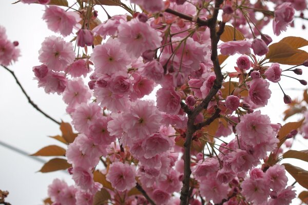 Sanfte Enthüllung von Sakura, rosa Blütenblättern