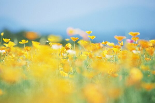 Blurred yellow flowers in a clearing in summer