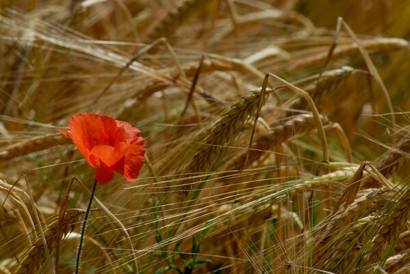 Ein Feld aus Ähren und rotem Mohn