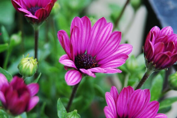 Fiori luminosi su steli sottili. Petali viola