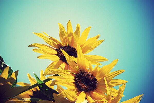 Beautiful photo of sunflowers on a blue sky background