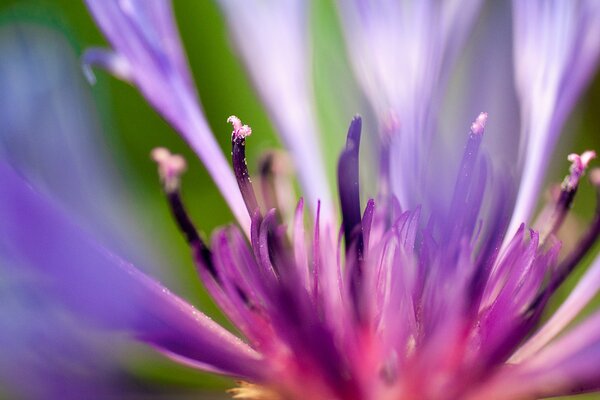 Pétales de fleurs pourpres en été