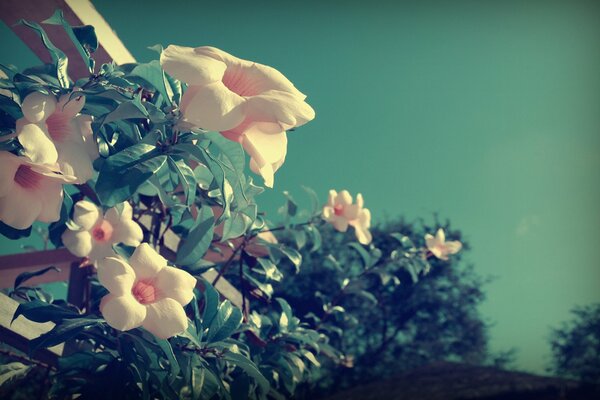 Schöne Blumen in der Natur im Sommer