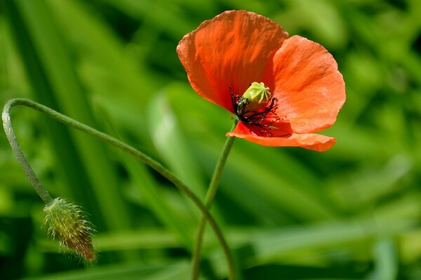 Schöner Mohn auf grünem Hintergrund