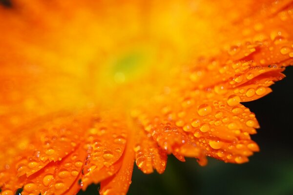 Orange flower petals with raindrops