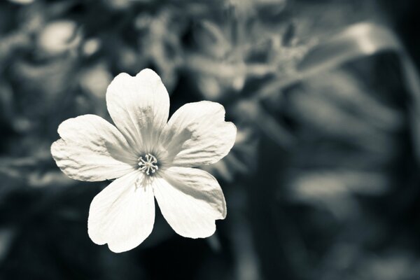 Fiore macro in tono bianco-grigio