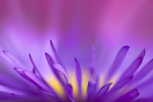 Incroyablement violet pétale d une belle fleur