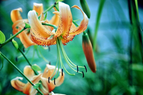 Orange flower with long stamens and pistil