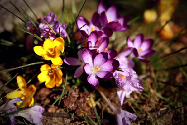 Las flores de azafrán son muy hermosas