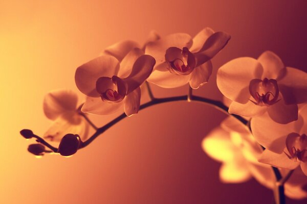 Fleur d orchidée au coucher du soleil