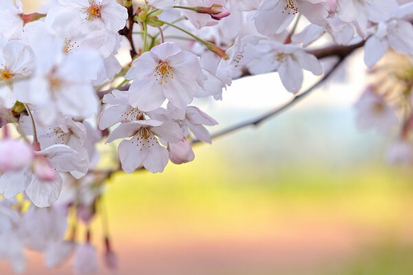 Primavera. Pétalos de cerezo blanco