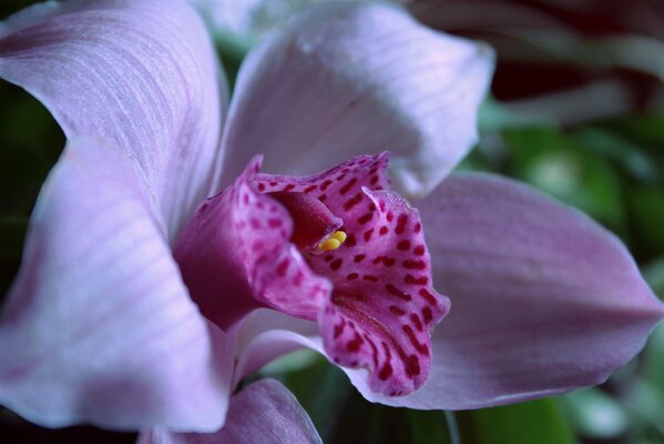 Schöne lila Orchidee im Wald