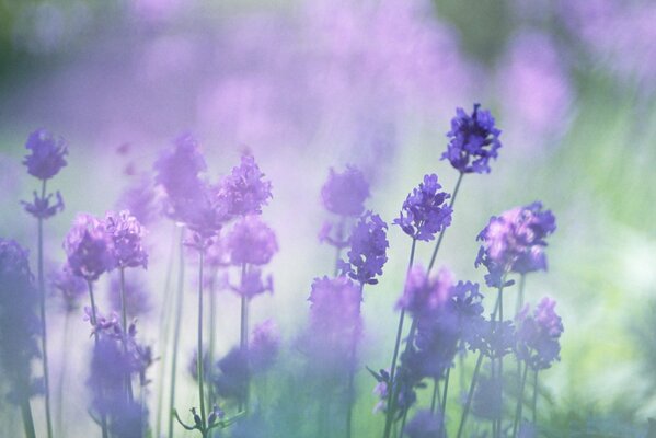 Photo de fleurs de lavande lilas