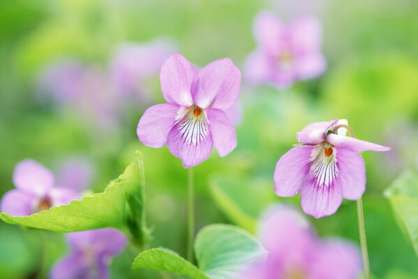 Fiori lilla delicati primaverili