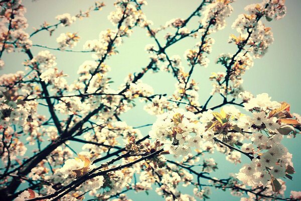 L albero fiorì in primavera