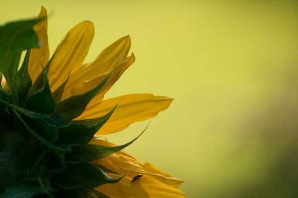 Photo of a yellow sunny sunflower