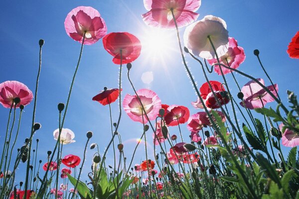 Sanfte Mohnblumen auf dem Hintergrund eines blauen, sauberen Himmels