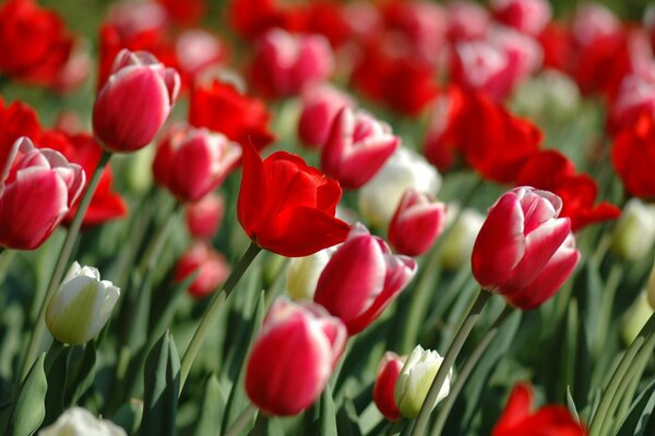 Viele rote und weiße Tulpen