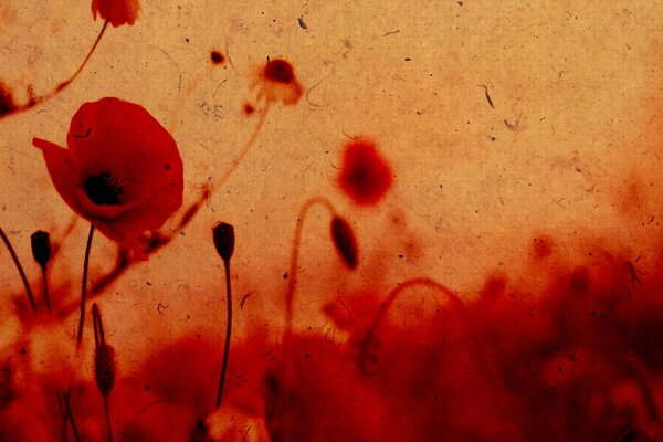 Photo de coquelicots avec effet papier