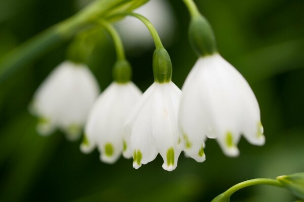 Bucaneve primaverili nella foresta