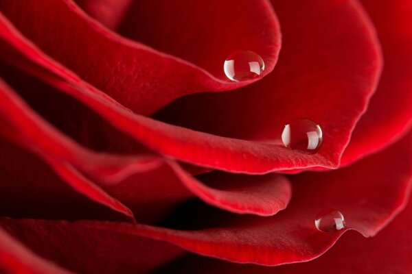 Three drops on the petals of a scarlet rose