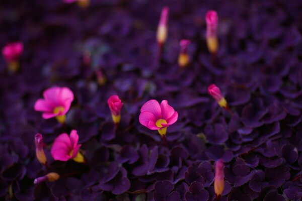 Las flores púrpuras brillantes crecen